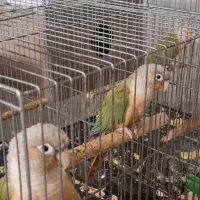 دو جفت گرینیچیک|پرنده|خمینی‌شهر, |دیوار