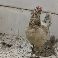 مرغ گلین