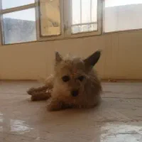 سگ پاکوتاه کوچولو