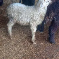 یه عدد نربره شیرمست