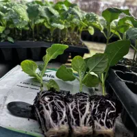 *نشا*|گل و گیاه طبیعی|بندرعباس, |دیوار