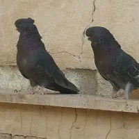 کفتر نوک قنار|پرنده|تهران, باغ خزانه|دیوار