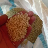 برنج کامفیروز