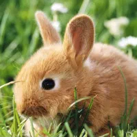 خرگوش موفت|موش و خرگوش|قرچک, میرزائی شمالی|دیوار