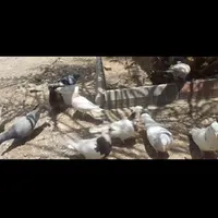 ۱۲تا کفتر هوایی   نرو ماده باهم|پرنده|طبس, |دیوار