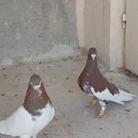 کفتر شهری نر|پرنده|شیراز, دارالرحمه|دیوار