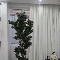 درختچه های فوق زیبا کلکسیونی بسیار خاص|گل و گیاه طبیعی|تهران, قبا|دیوار