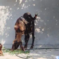 پازن تکاوری