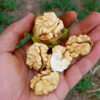 گردوسبز