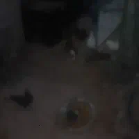 کوشی سامسونگ کبوتری مدل رنکی