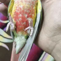 گرینچک|پرنده|مشهد, علی آباد|دیوار