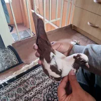 ککیلسیز قرمزی صید شده