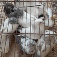 کبوتر|پرنده|رشت, حومه رشت|دیوار