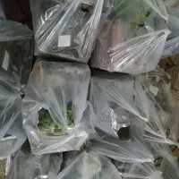 سبزی خورشتی رامهرمز|خوردنی و آشامیدنی|اصفهان, دانشگاه اصفهان|دیوار