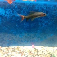 ماهی شارک|ماهی|سبزوار, جنت|دیوار