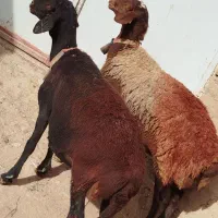 کاورمیش داشتی بزنربزبره نرماده