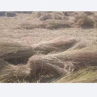 جارو محلی. شهرداری