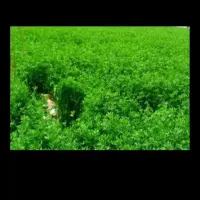 مقداری یونجه وعلف سر زمین