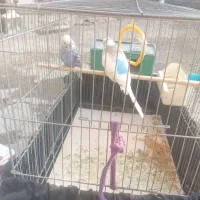 سلام یک. جفت مرغ قشق خوشکل 600|پرنده|نورآباد ممسنی, |دیوار