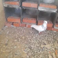 کبوترطوقی|پرنده|فشاپویه, |دیوار