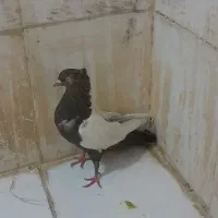 یک جفت سینه به شرت