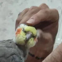 عروس هلندی گمشده|پرنده|خمینی‌شهر, |دیوار