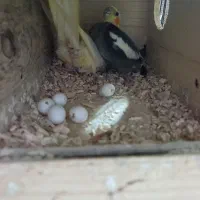 فروش عروس هلندی مولد|پرنده|ساری, |دیوار