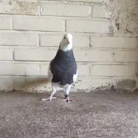 کبوتر طوقی ماده الماسی نر سرکه ای|پرنده|فولادشهر, B1|دیوار