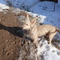 فروشی|سگ|تربت‌حیدریه, حسنی بالا|دیوار