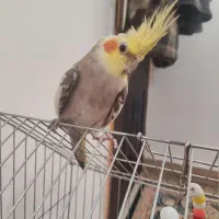 عر‌وس هلندی معاوضه با عروس ماده