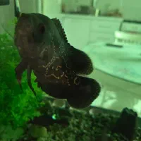 ماهی اسکار|ماهی|پردیس, فاز ۱|دیوار