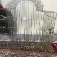 قفس عروس هلندی کوتوله و