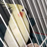 عروس هلندی بندرلنگه|پرنده|بندرلنگه, |دیوار