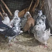 کبوتر پرشی|پرنده|قزوین, |دیوار