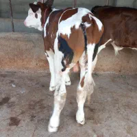 فروش گوساله نرسیمینتال عطیقه پرواری|حیوانات مزرعه|تهران, آبشار|دیوار