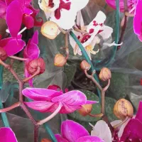 ارکیده ابلق|گل و گیاه طبیعی|ارومیه, |دیوار