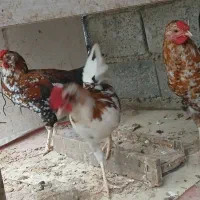 فروش ۳ عدد خروس گلین لری