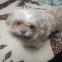 گمشده|حیوانات|بروجرد, |دیوار