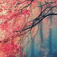 شریک برای شروع کار|استخدام هنری و رسانه|خوی, |دیوار