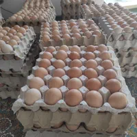 تخم مرغ بومی گلپا|خوردنی و آشامیدنی|اصفهان, احمدآباد|دیوار