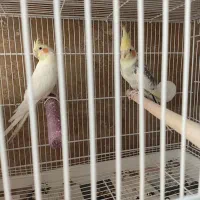 یک جفت عروس هلندی خوشگل