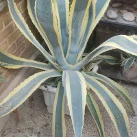 گل آگاو|گل و گیاه طبیعی|فولادشهر, A2|دیوار