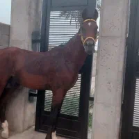 اسب دره شور نریون|اسب و تجهیزات اسبسواری|فورگ, |دیوار