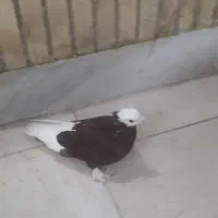 کبوتر رنگی|پرنده|شوشتر, |دیوار