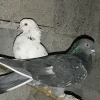 کبوتر ایتیرمیشم