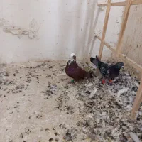 کبوتر زدخردی