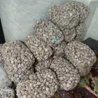 سیر محلی