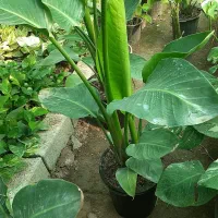 انواع گلهای بلند کنار سالنی(نیکولای آمستل اریکا)|گل و گیاه طبیعی|ساری, |دیوار