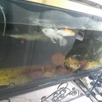 آکواریوم بزرگ کامل با پایه ، تصفیه کننده و ماهی