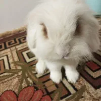 خرگوش لوپ|موش و خرگوش|پاکدشت, شهرک انقلاب|دیوار